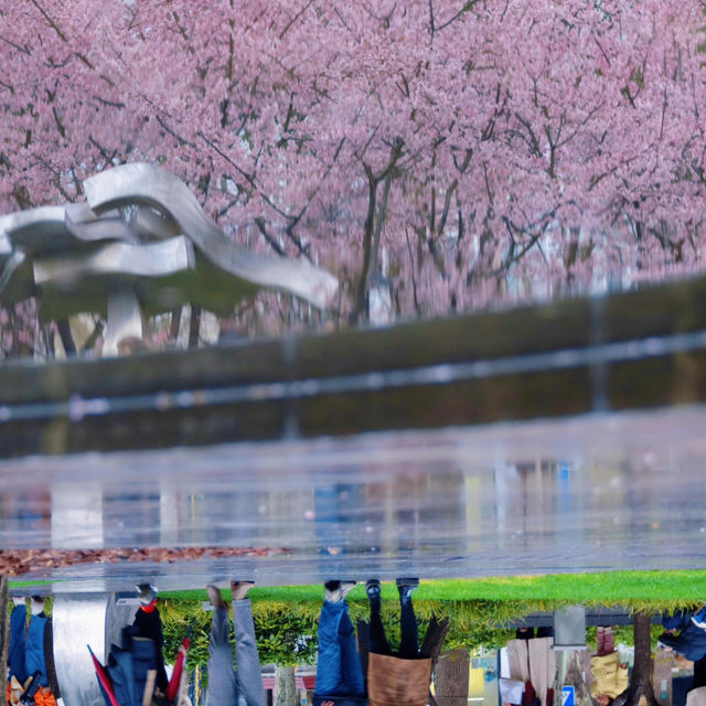雨中櫻影 | 靜安雕塑公園限定浪漫🌸