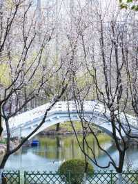 墜入花海！這個免費公園的含金量持續上升