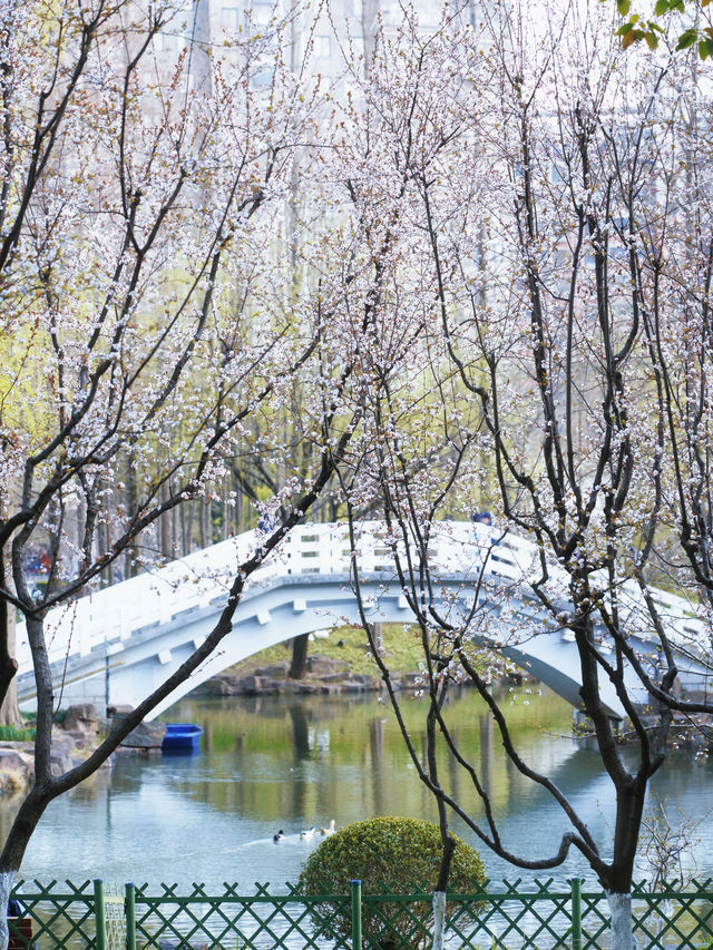 墜入花海！這個免費公園的含金量持續上升