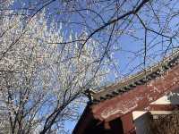 紫竹院賞山桃花～