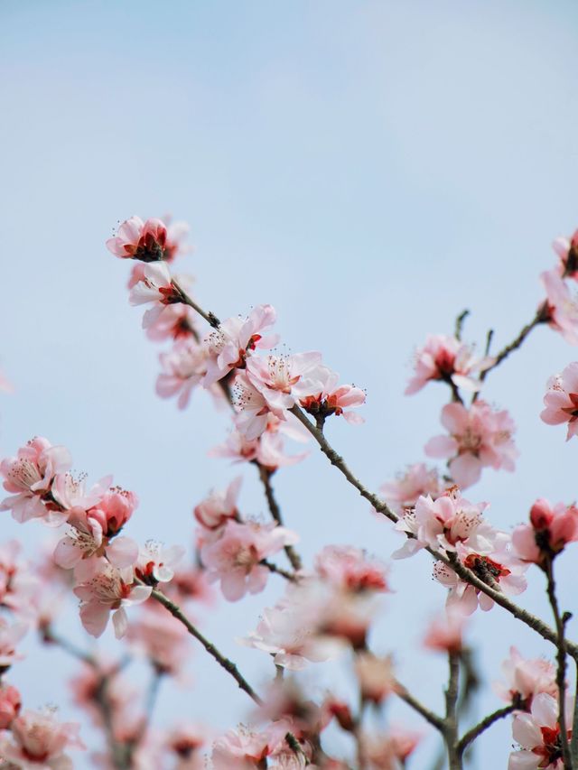 春日限定 | ‌ ‌‌‌南崖清水岩賞桃花遊玩攻略
