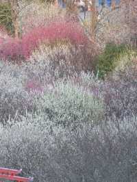 梅花盛開時「香雪海」三個字具象化了
