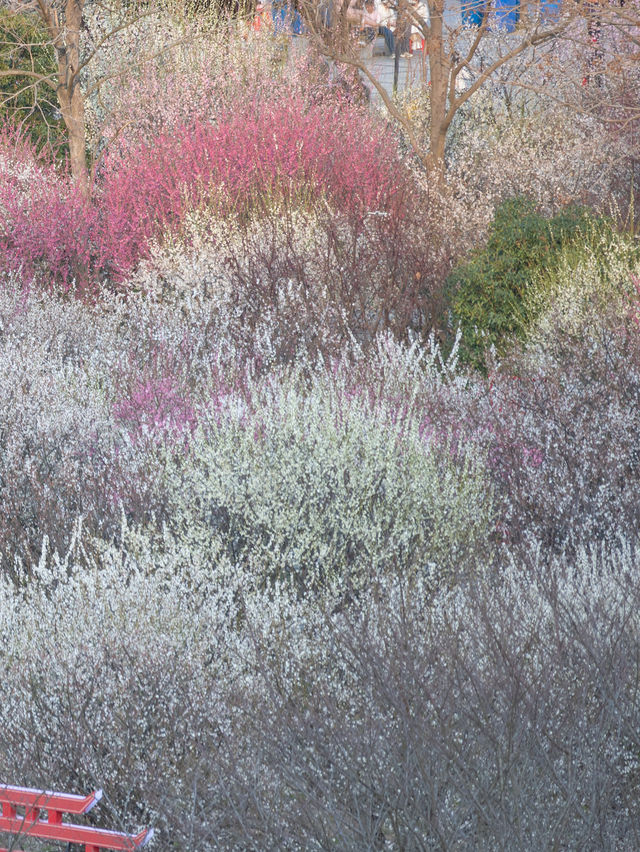 梅花盛開時「香雪海」三個字具象化了