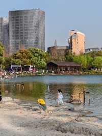 上海大寧公園的鬱金香已到盛花期