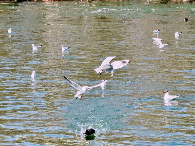 春日奇遇記 | 太原汾河公園的海鷗盛宴