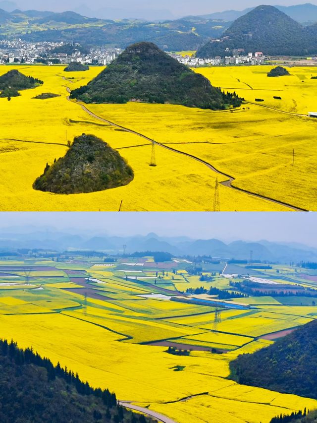 羅平賞油菜花‖打卡避坑攻略