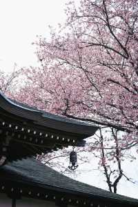 春分の日に花を楽しむ
