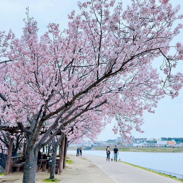 櫻花季🌸大阪私藏小眾寶地——狹山市