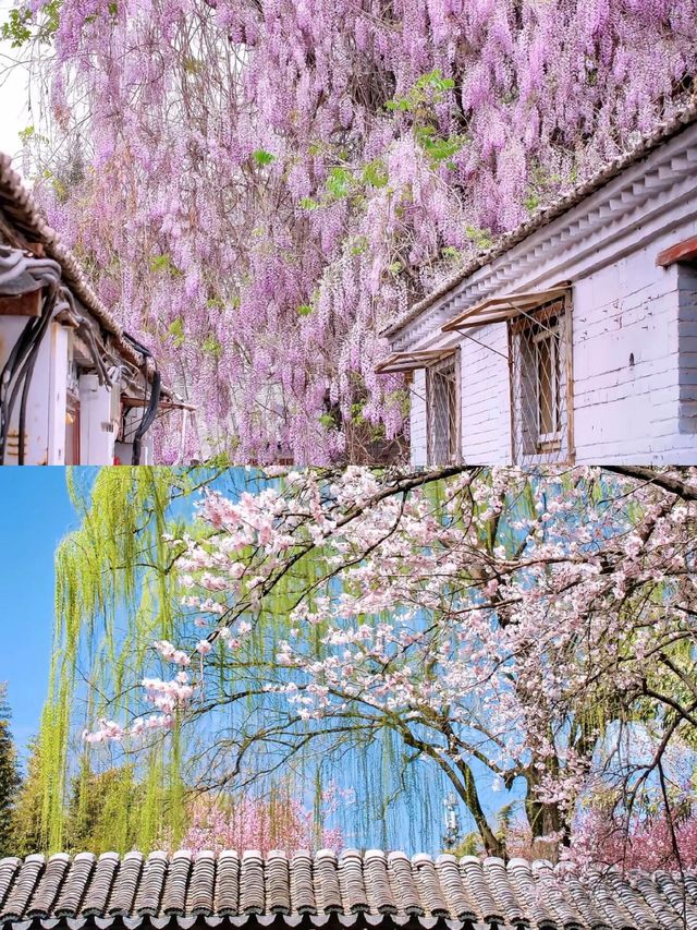 故宮賞花全攻略，錯過等一年！
