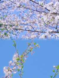 平壩櫻花最全攻略新鮮出爐！建設三年