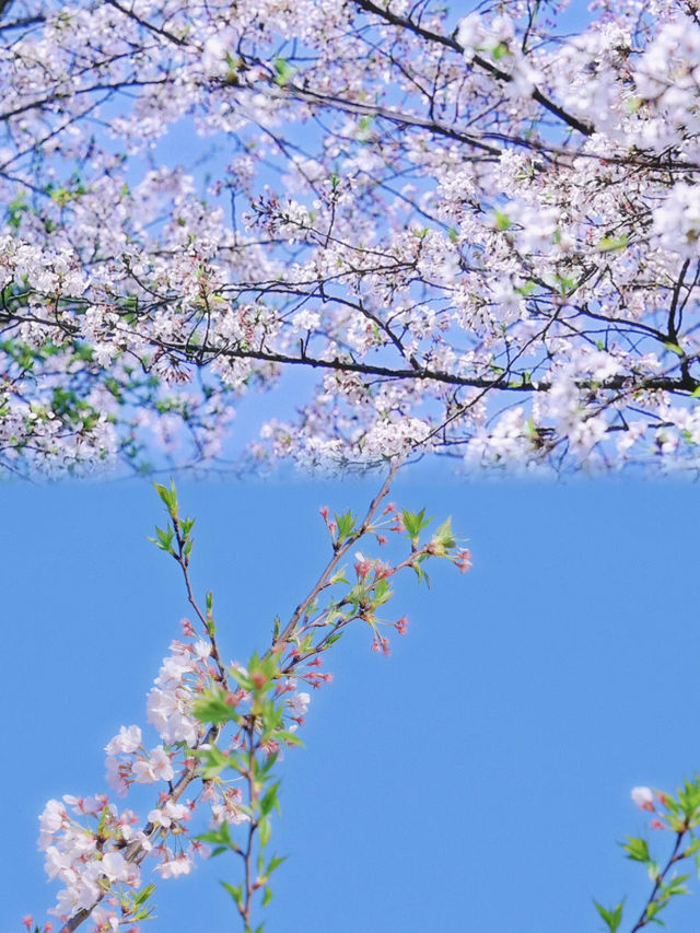 平壩櫻花最全攻略新鮮出爐！建設三年