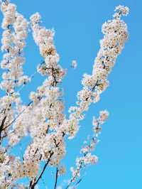最美櫻花季｜唔使去東京，喺北京玉淵潭都有得睇