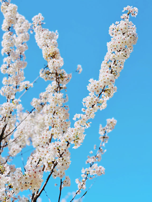 最美櫻花季｜唔使去東京，喺北京玉淵潭都有得睇