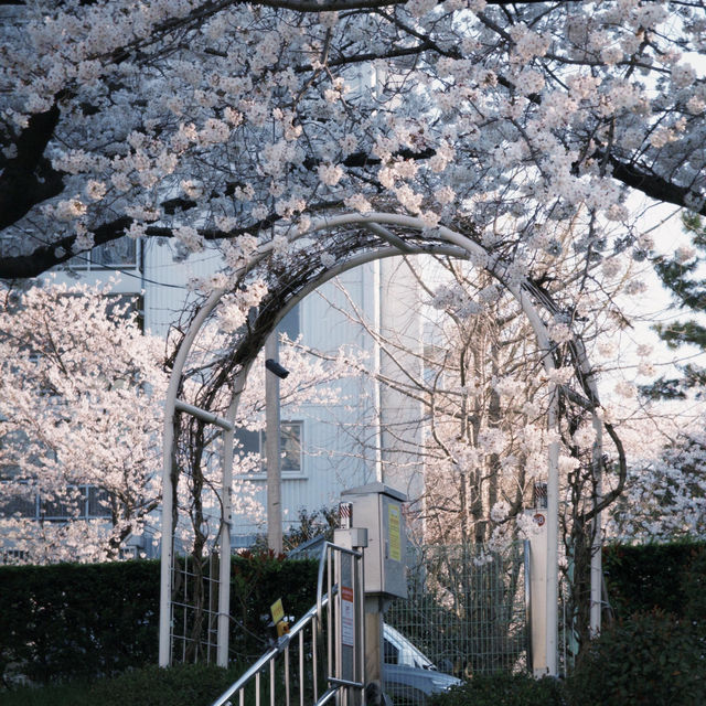 釜山追櫻必衝！溫泉川公園美到破防🥺🌸