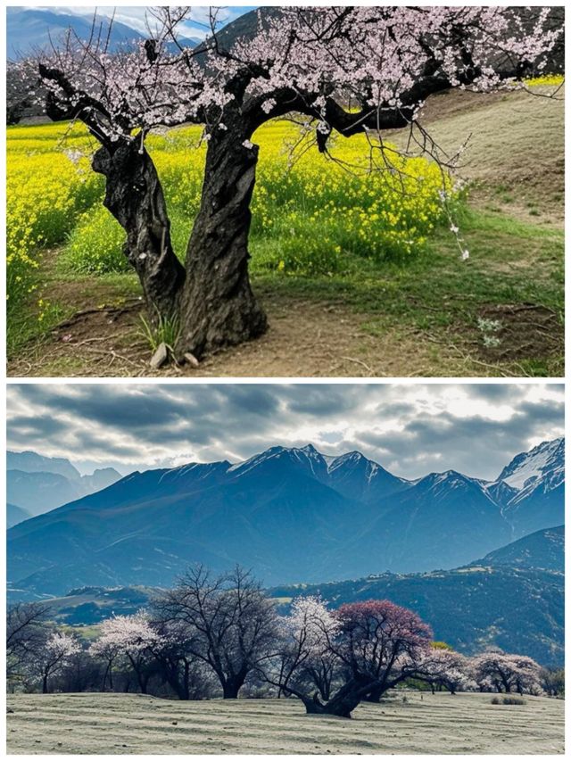 林芝，藏在雪域高原的桃花源