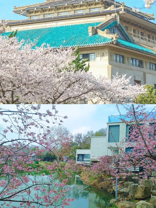 不建議來武漢睇櫻花，呢個伏位踩一個中一個