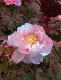 花開時節再逢君！