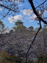 🌸2025大阪城公園賞櫻攻略｜錯過等一年！