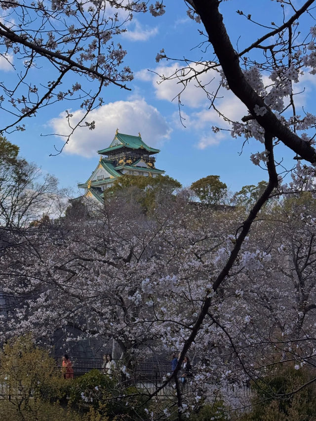 🌸2025大阪城公園賞櫻攻略｜錯過等一年！