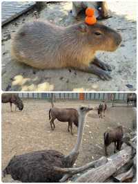 與長頸鹿共進早餐！南通森林動物園暴走秘笈