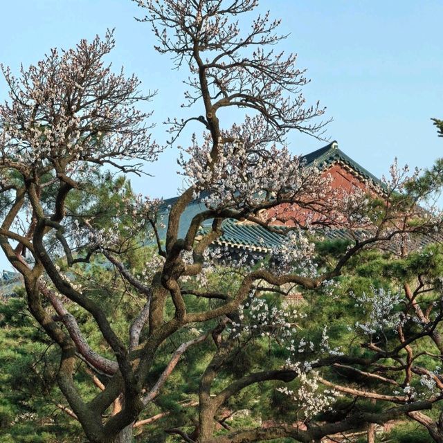 首爾必去！景福宮的春日浪漫，一眼就愛上🌸 
