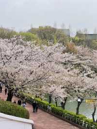 櫻雲繞水，石村湖畔的一場春夢