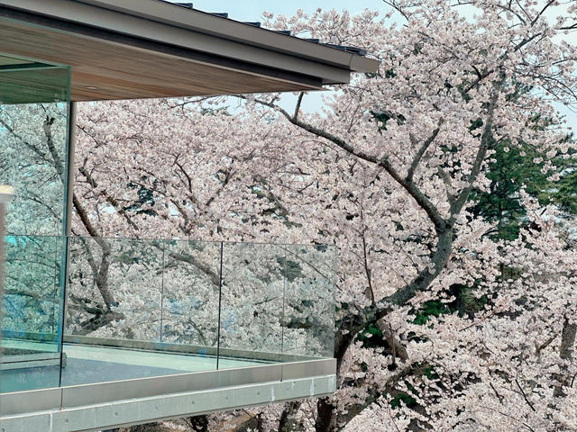 🌸松島海岸 | 邂逅海與櫻的春日浪漫🌸