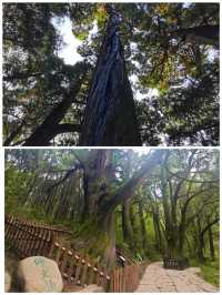 翠雲廊綠樹成蔭，空氣清新，美食誘人，快來呀