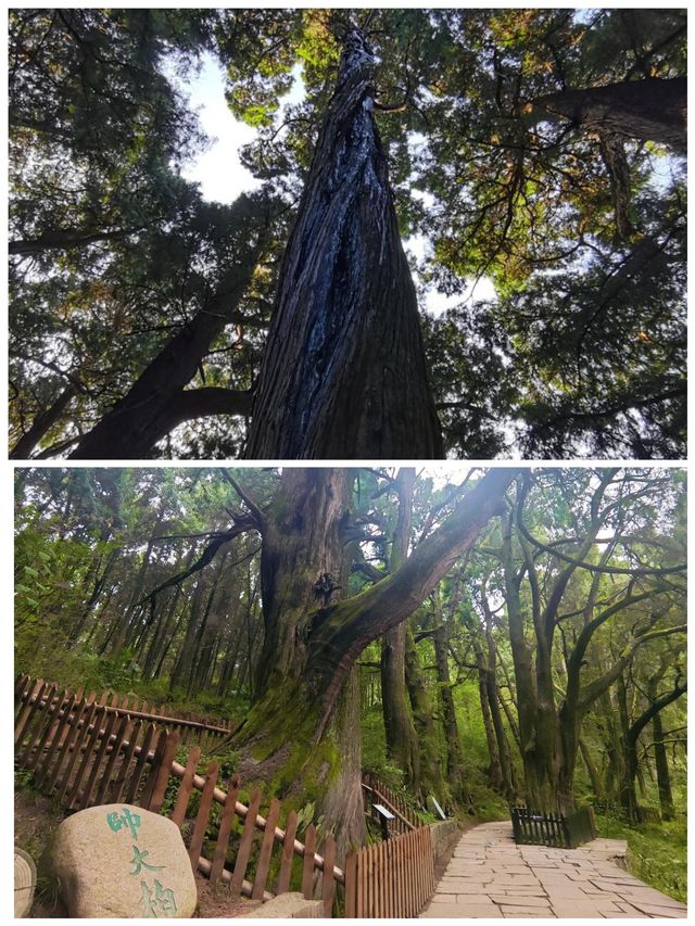 翠雲廊綠樹成蔭，空氣清新，美食誘人，快來呀