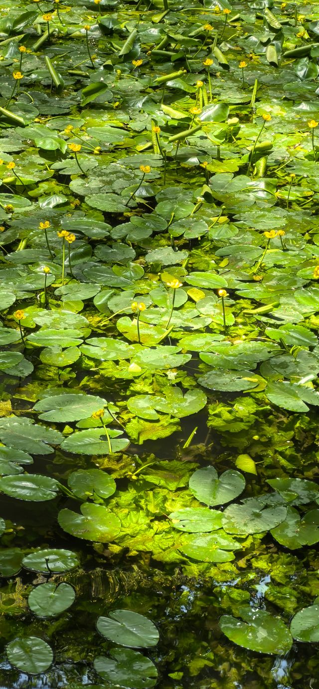 虎跑公園—隱於西湖畔嘅「天下第三泉」