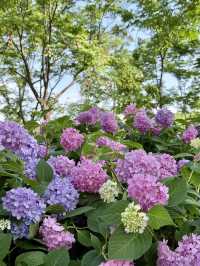 武漢中山公園：繡球花花海夢幻之境