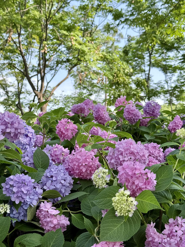 武漢中山公園：繡球花花海夢幻之境