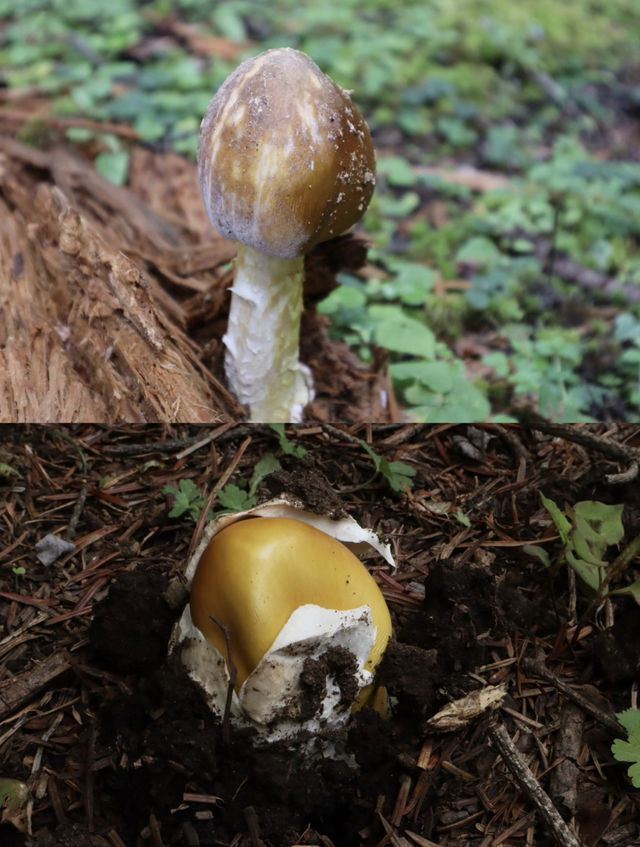 喺雨崩除咗行山，仲有咩隱藏玩法？