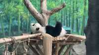 廈門親子遊｜將動物與馬戲狂歡融入旅程