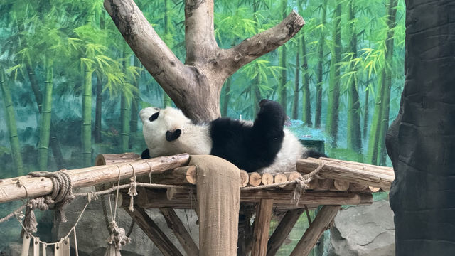 廈門親子遊｜將動物與馬戲狂歡融入旅程