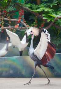 武漢野生動物園王國