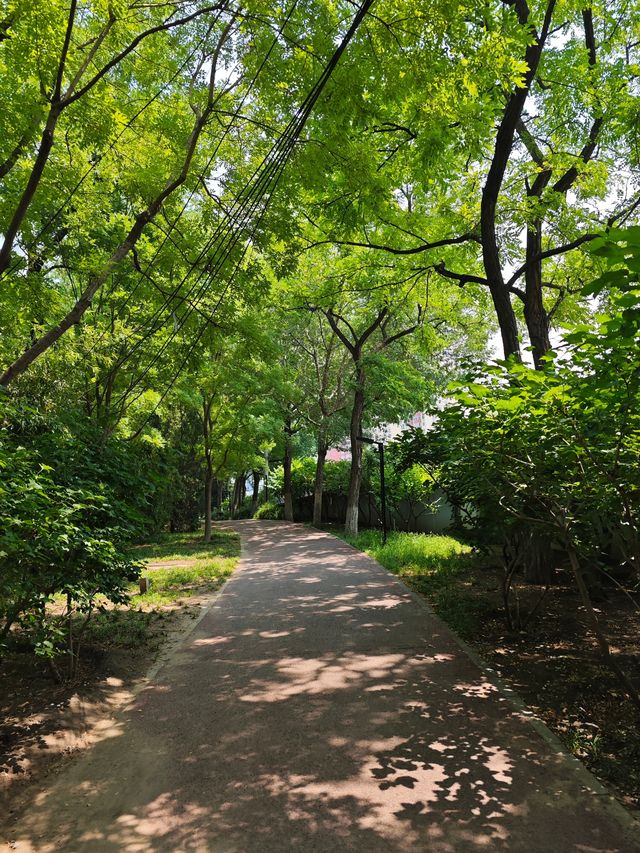 45歲大叔2025跳繩打卡第九十一天——