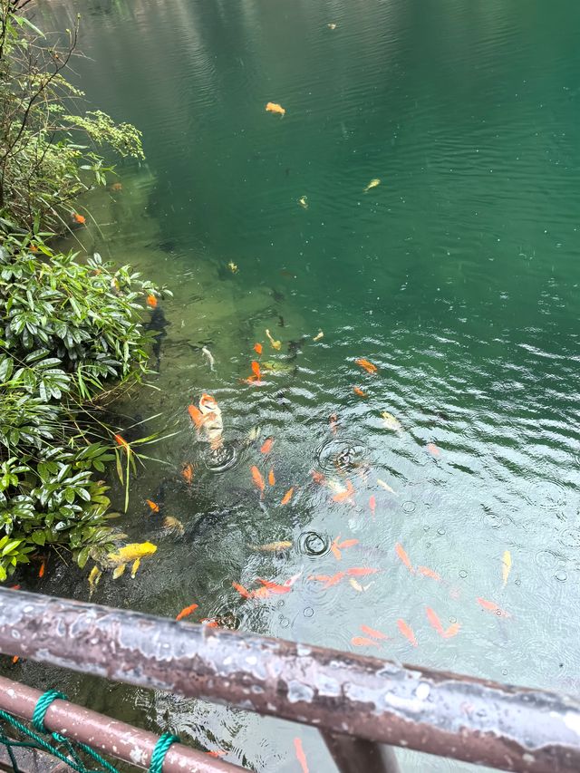 發現江蘇人對浙江山水嘅執念真係好深  星期六朝早8點從南通一路揸車到桐廬（桐廬係杭州嘅一個縣城）； 桐廬