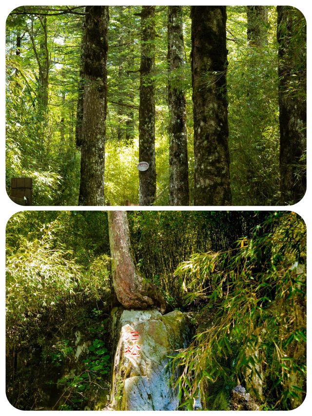 闖入綠野仙蹤！神農頂嘅夢幻之旅