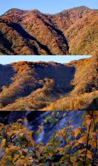 湖北神農架+三峽彩林賞秋自駕攻略