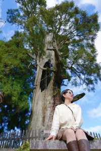 麗水景寧遊時思寺看千年古村落，雲中大漈山野徒步