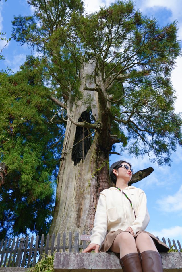 麗水景寧遊時思寺看千年古村落，雲中大漈山野徒步