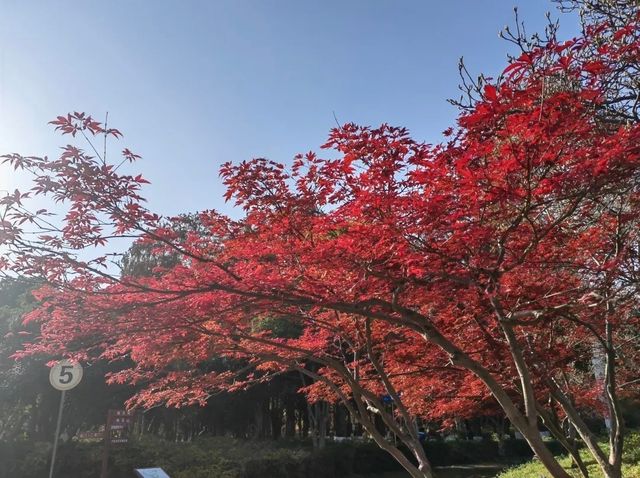 誤入童話世界，青山公園三色治癒之旅:

一、秋日必賞三絕：定格不同色系的秋景
 
1. 銀杏大道·鎏