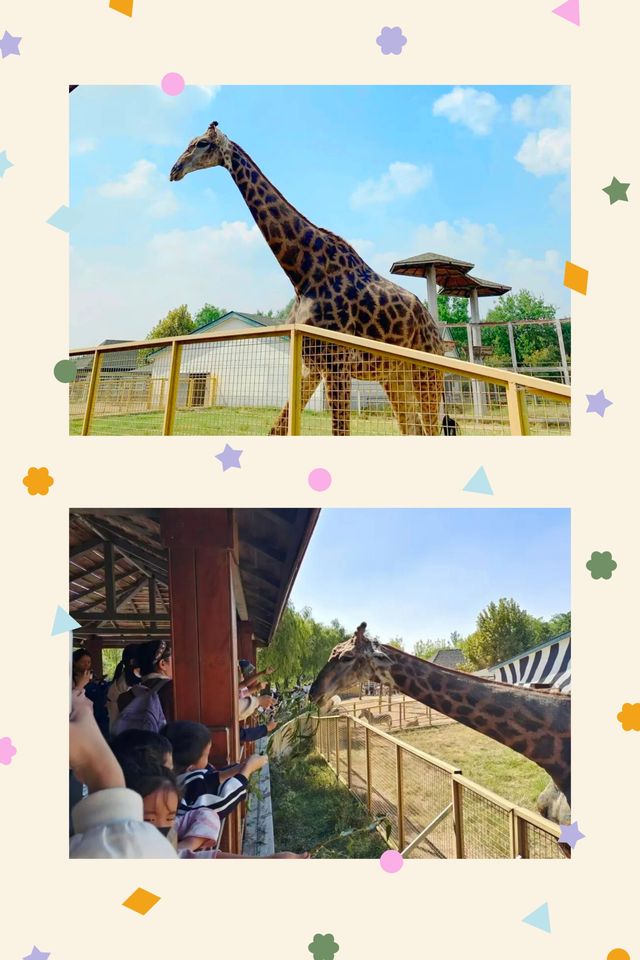臨沂動植物園：藏在城央的自然秘境   當沂沭河畔的微風掠過竹林，大熊貓銀柯正捧著竹筍悠閒進食；猛獸區