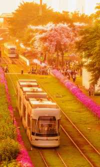 用全螢幕方式打開這列廣州異木棉花海黃昏列車