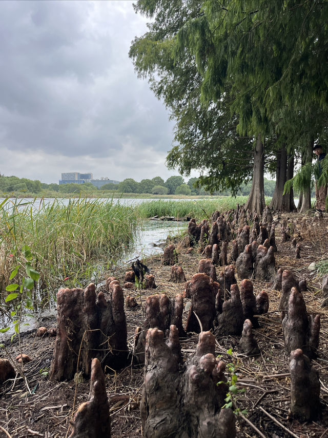 東沙湖生態公園