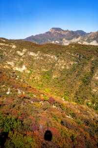 坡峰嶺反向操作賞秋攻略人少景美有貓撸