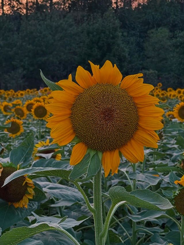 湖南省植物園向日葵花海全攻略拍出冬日暖陽感大片