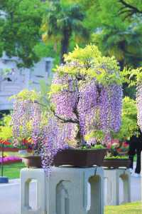魔都寶藏植物園！櫻花季拍照美到犯規