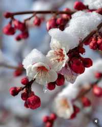 冬日裡的「雪景」,宛如「夢幻仙境」